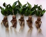 L'aventure secrète des plantes